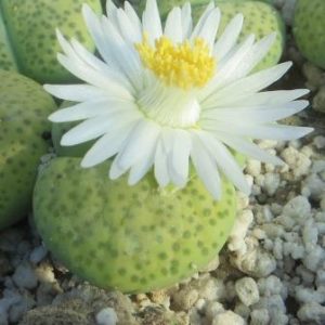 lithops fulviceps aurea