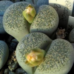 1731.52 MG lithops terricolor C 130