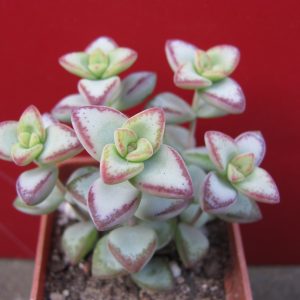 Crassula *Aiboshi*