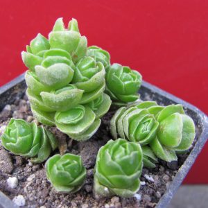 Crassula Emerald