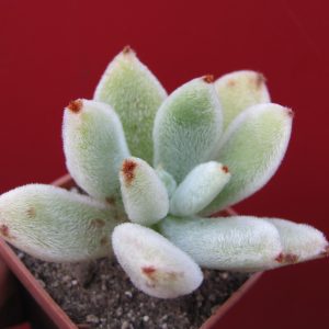 Echeveria leucotricha