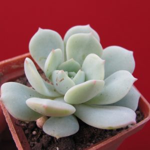 Echeveria *Lunas*