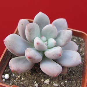 Pachyphytum hybr.      #100