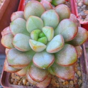 graptoveria amethorum редкость