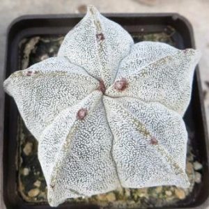 astrophytum myriostigma ball