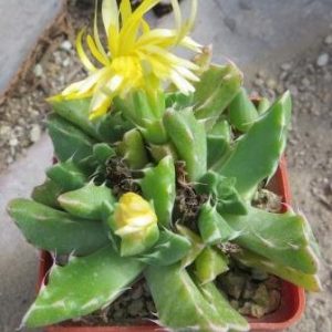 faucaria cradockensis
