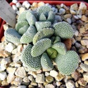 1311 MG aloinopsis luckhoffii