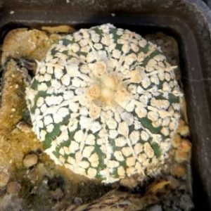 astrophytum super kabuto super white