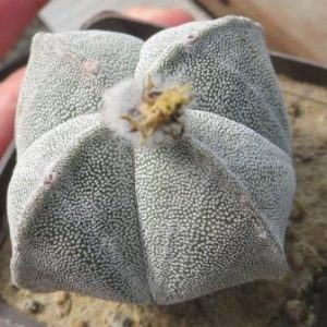 astrophytum quadricostatum ball