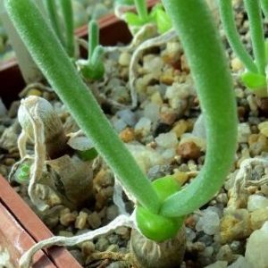 monilaria moniliformis