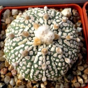 astrophytum super kabuto
