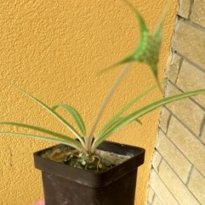 dorstenia crispa lancifolia
