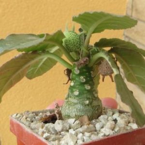 dorstenia foetida