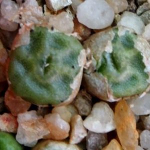 conophytum angelicae ssp tetragonum