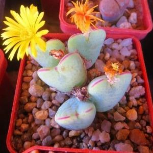 conophytum meyeri red