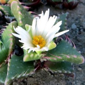 faucaria candida