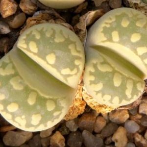lithops otzeniana