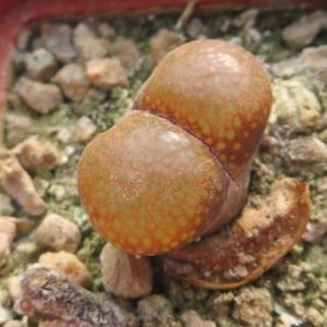 optalmophyllum verrucosumum