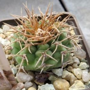 gymnocalicium sp IL 38 San  Macuelan