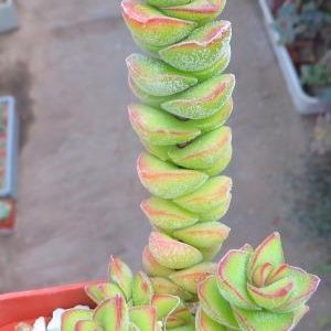 crassula species