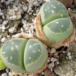 lithops olivacea c109
