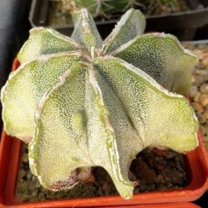 astrophytum fukuryu multicostata