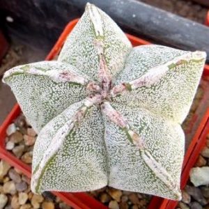 astrophytum onzuka