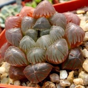 haworthia cooperi truncata