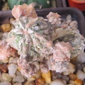 astrophytum hakujo monstosa