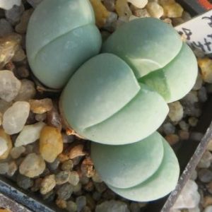 gybaeum hethii