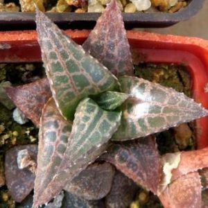haworthia tesselata