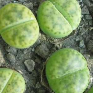 Lithops bromfieldii 'Sulphurea'