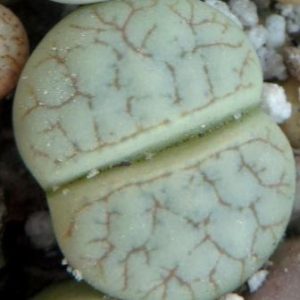 lithops pseudotruncatella ssp. dendritica farinosa c 245