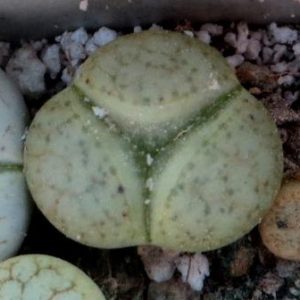 lithops pseudotruncatella ssp. dendritica farinosa c 245