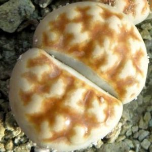 lithops karasmontana summitatum
