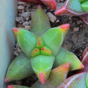 faucaria tigrina