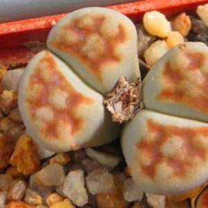 lithops karasmontana summitatum