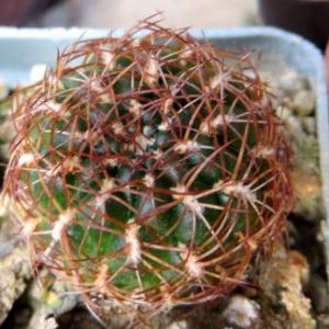 sulcorebutia candiae v. kamiensis