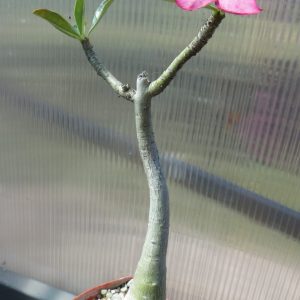 adenium noble