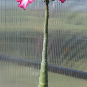 adenium obesum