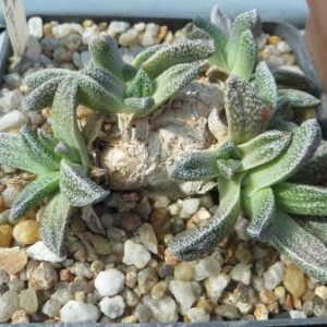 nananthus margaritiferus