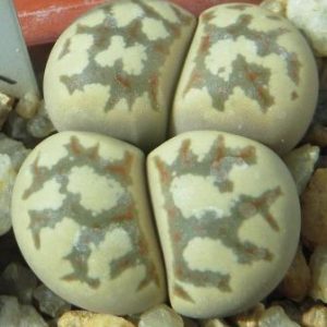 lithops dorotheae c124