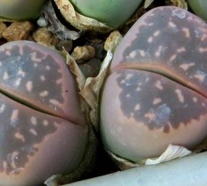 lithops olivacea c109