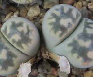 1625.7 MG lithops karasmontana bella C 285