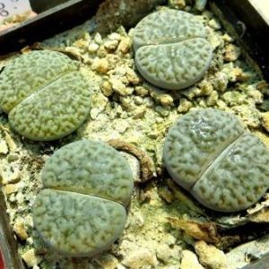 1616.34 MG lithops hookeri dabneri C 301
