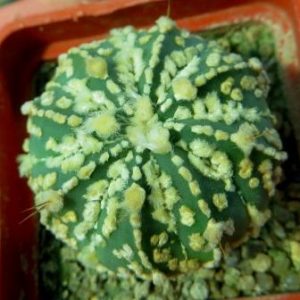 astrophytum super kabuto  x astrophytum hanazono
