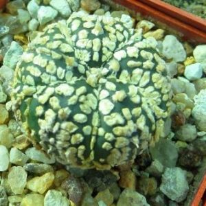 astrophytum super kabuto gold 5 ribs