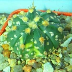 astrophytum super kabuto gold variegata