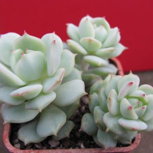 Echeveria derenbergii