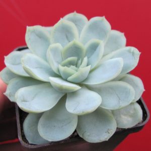 Echeveria Snow Ball